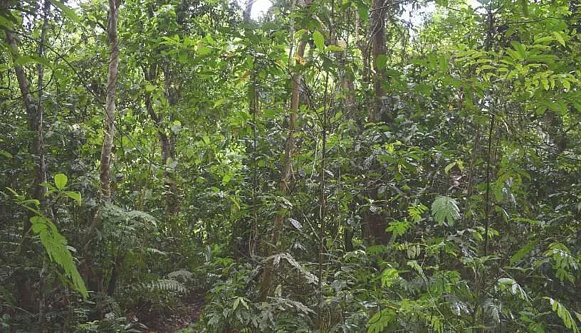 Behali Reserve Forest in Biswanath District Faces Serious Threat Due to