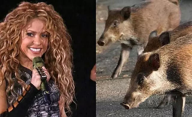 Shakira attacked by wild boars in Barcelona park