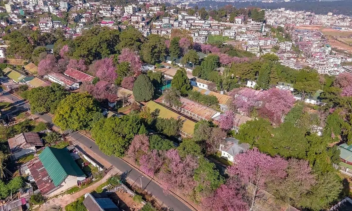 Shillong Cherry Blossom Festival is Back! All You Need To Know