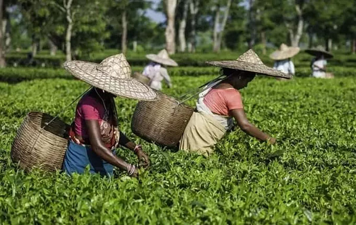 Dispur Tea Dispur preparing a comprehensive policy for the tea sector