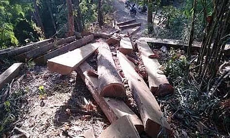 Illegal timber seized