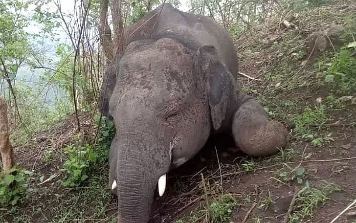 Elephant electrocuted under Kaziranga National Park and Tiger Reserve ...