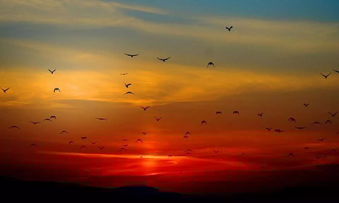 Himalayan Bird Count to document avian species of mountain range