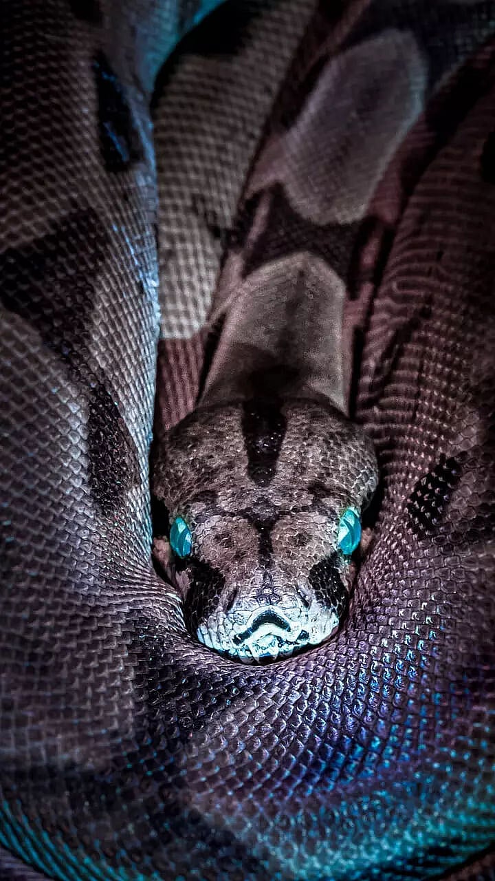 8 Strongest SNakes in the world