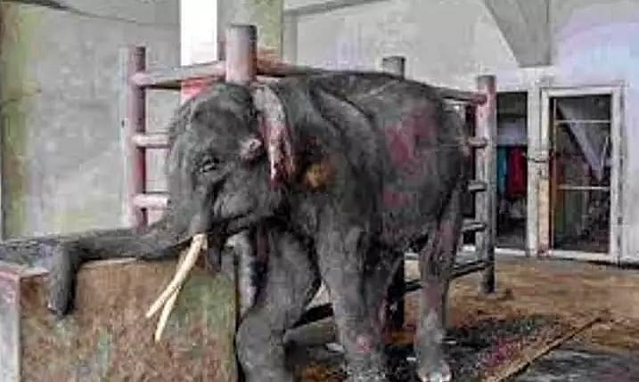 Elephant smuggling racket thriving in Upper Assam forest