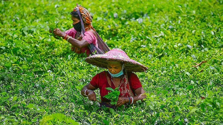 Dispur Notifies Enhanced Tea Garden Workers' Wages