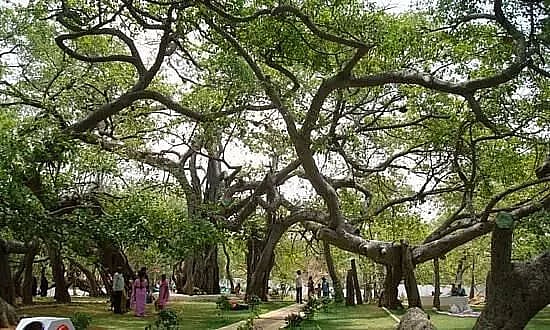 Telangana MP Announces 2 Crore for Revamping an 800 Yr Old Banyan Tree