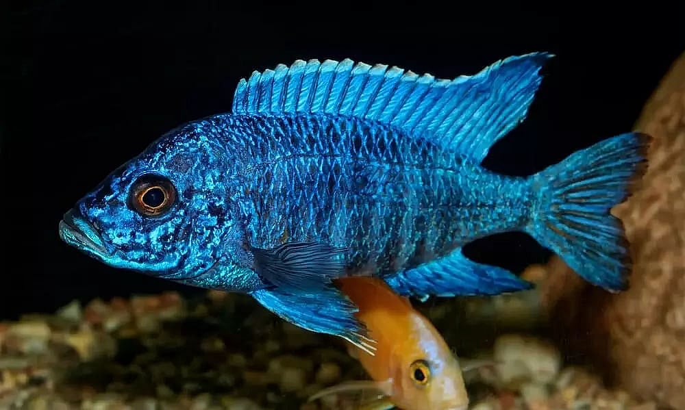 It's all about a Fishy Connect