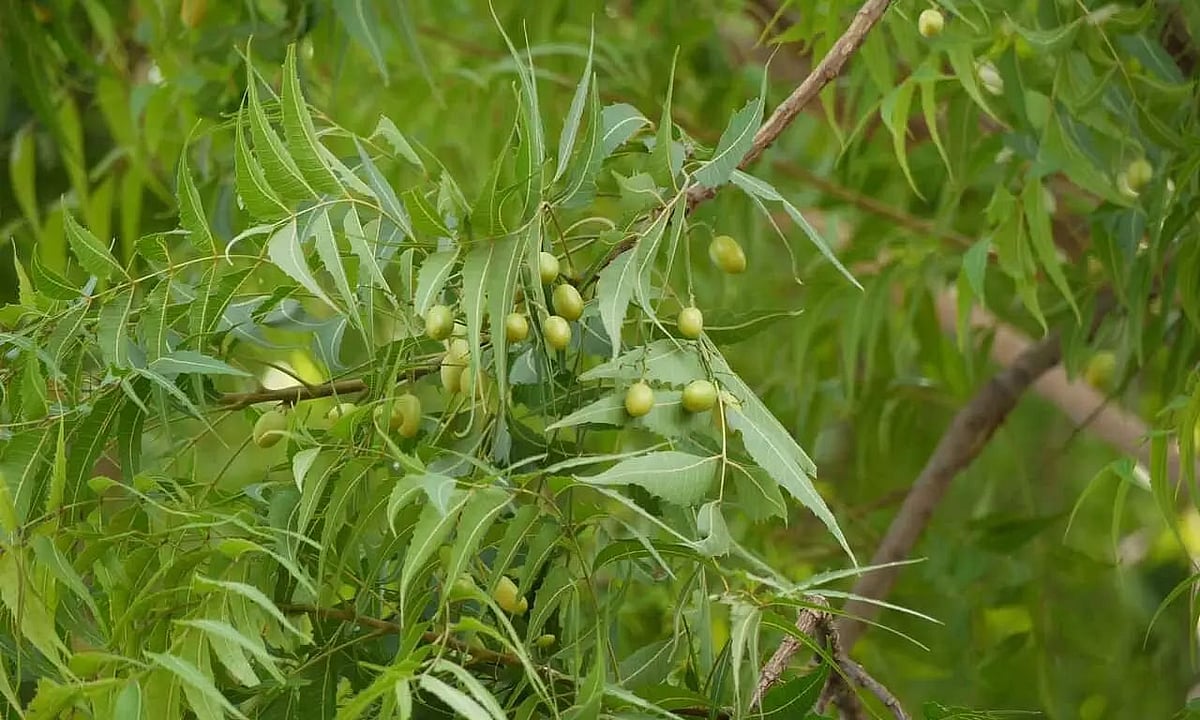 Divine Power of the Neem Tree in Astrology and Vaastu