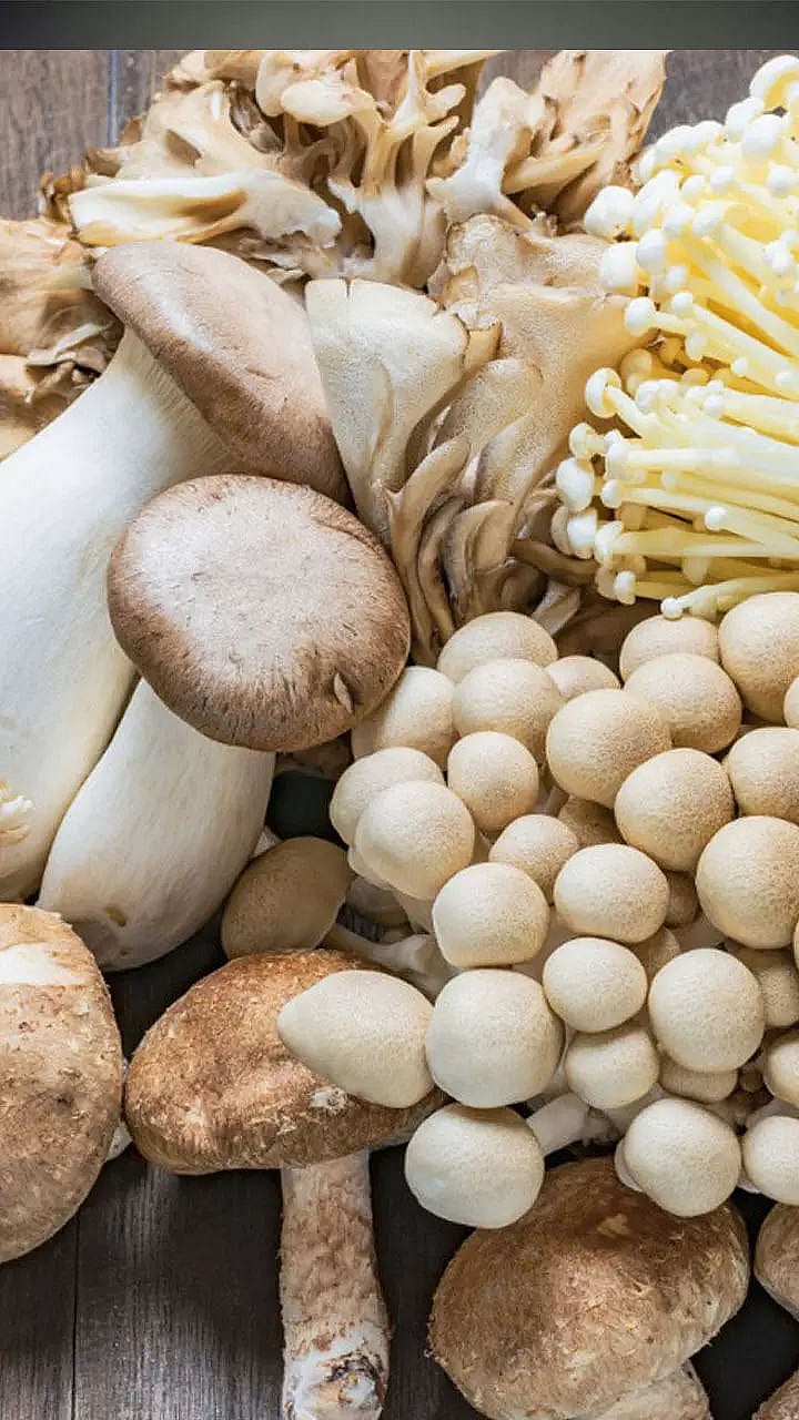 Best edible mushrooms in india and across the world