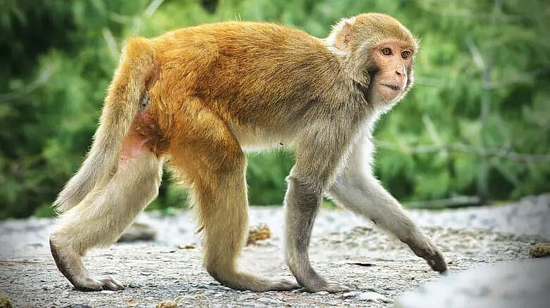No one wants to keep the Indian monkey in Pakistan zoo