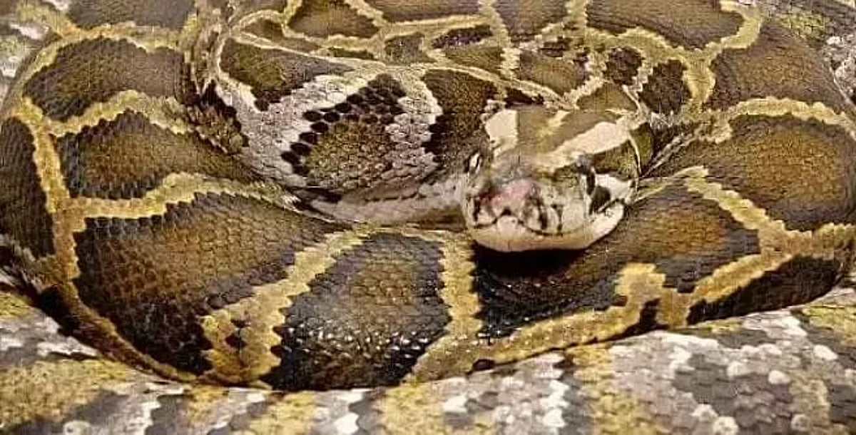Python rescued and relocated in Arunachal Pradesh