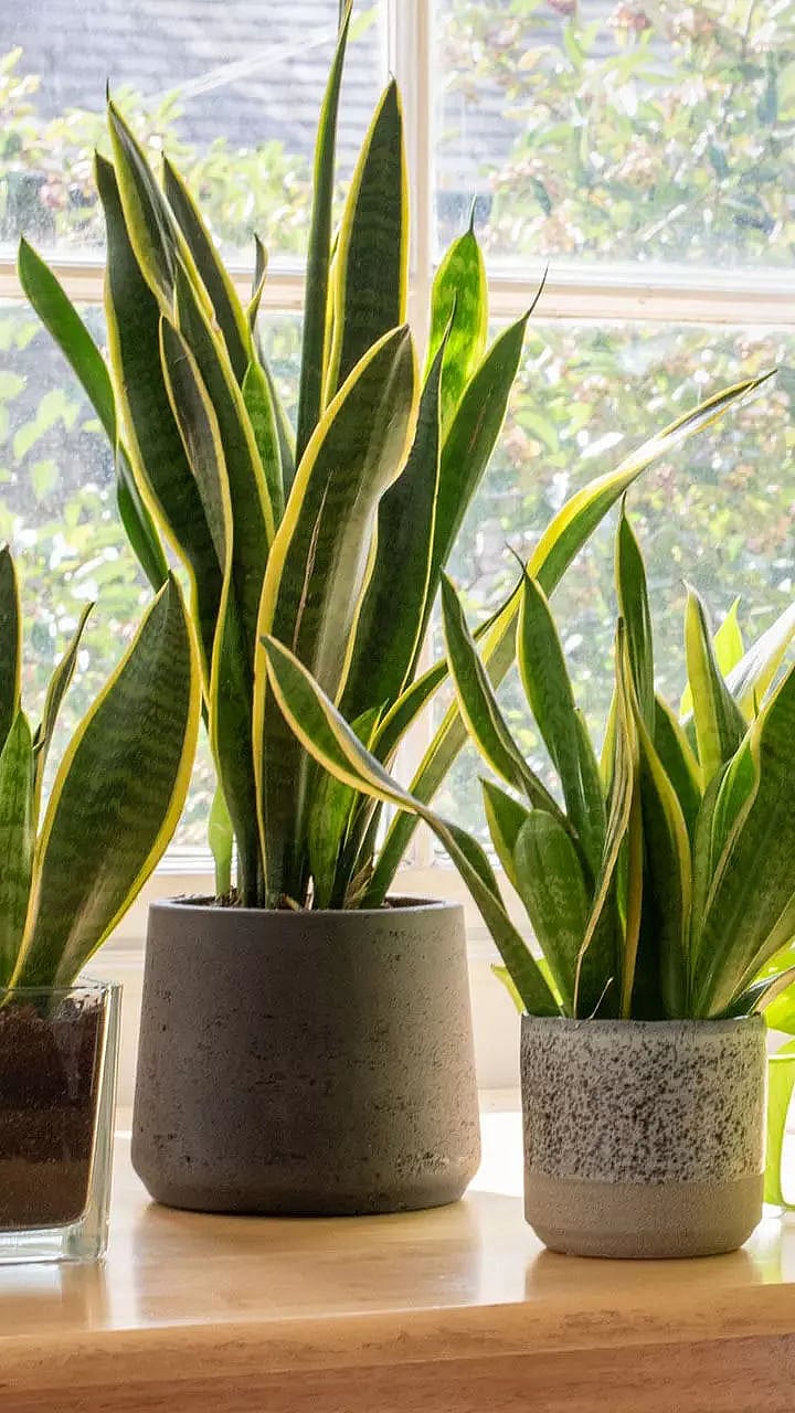 Highest Oxygen Producing Indoor Plants