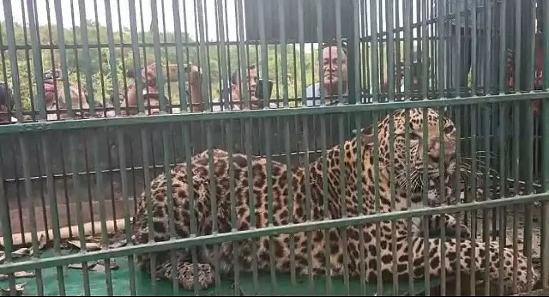 Leopard caged in Rajmai Tea Estate, later released in Demow