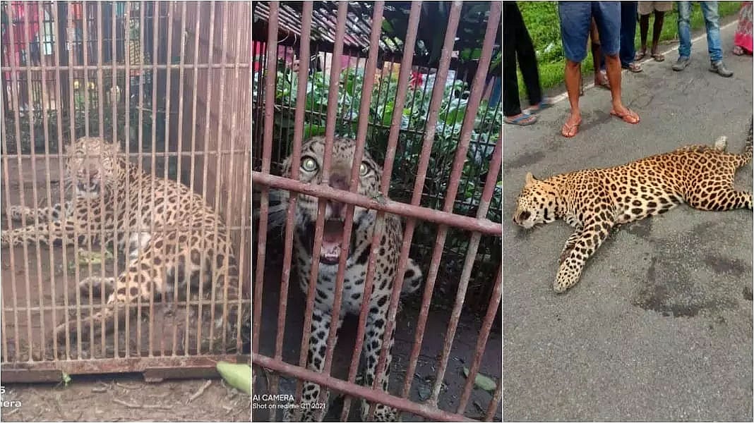Forest department captured Two leopards; one knocked to death in Dibrugarh