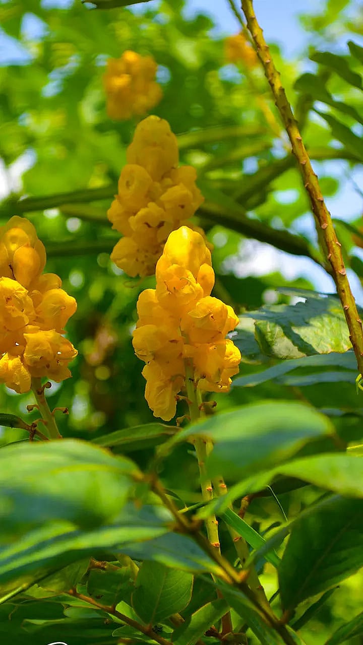 Flowers with Medicinal Importance