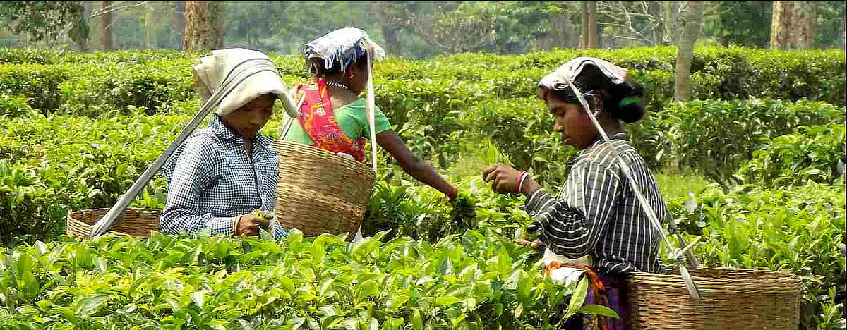 Vocational Training for Tea Garden Workers Organised by Tea Tribe ...