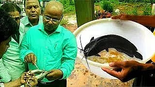 Assam: Training Imparted on Induced Breeding of Indian Magur Fish in ...