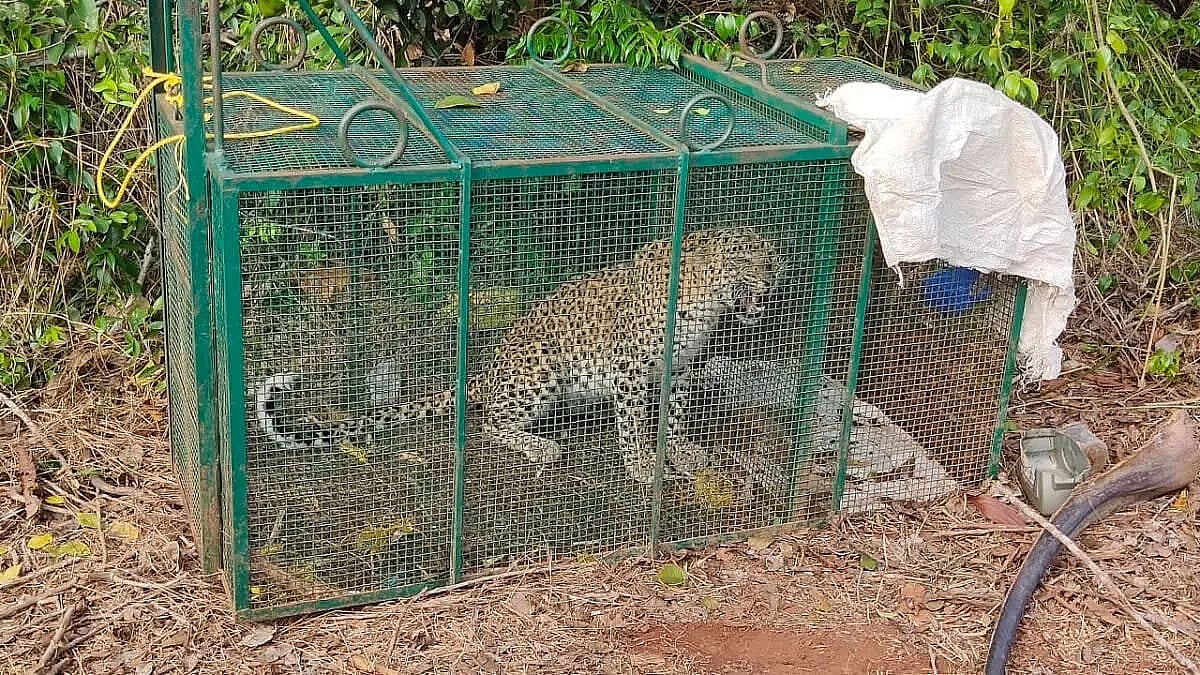 Assam: Trapped leopard taken to Kaziranga rehabilitation centre