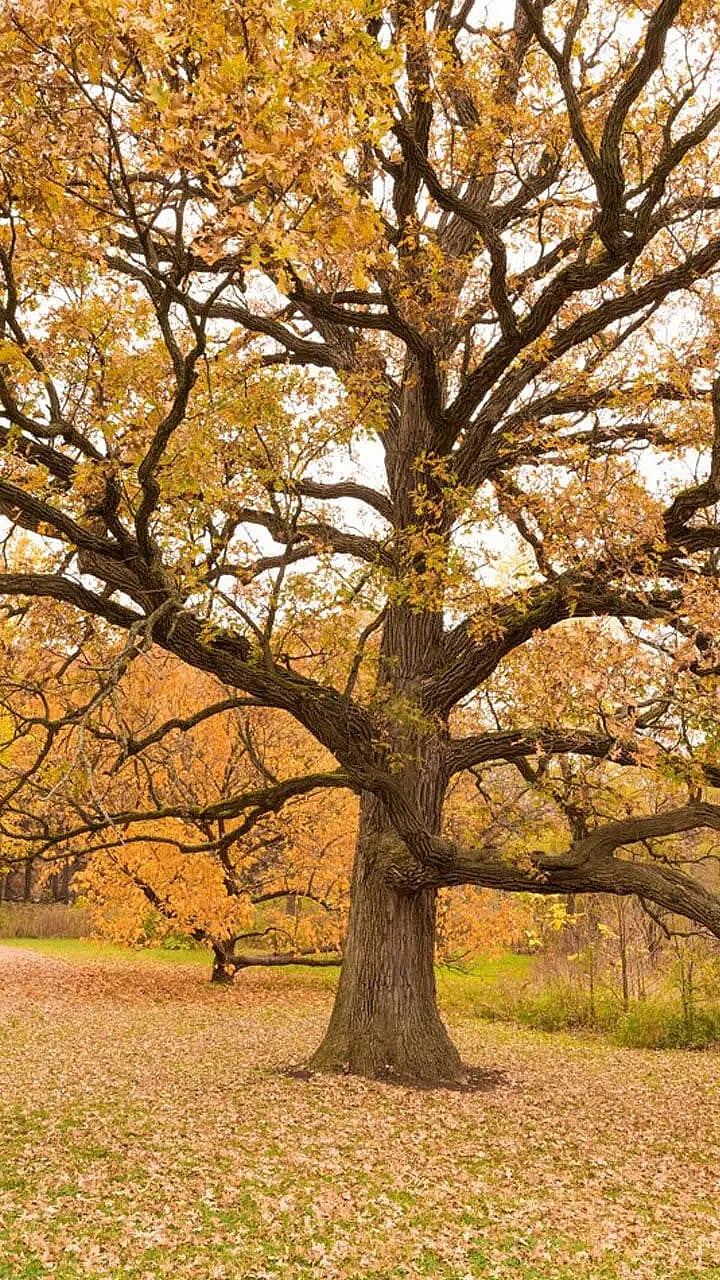 Oldest Trees in the World