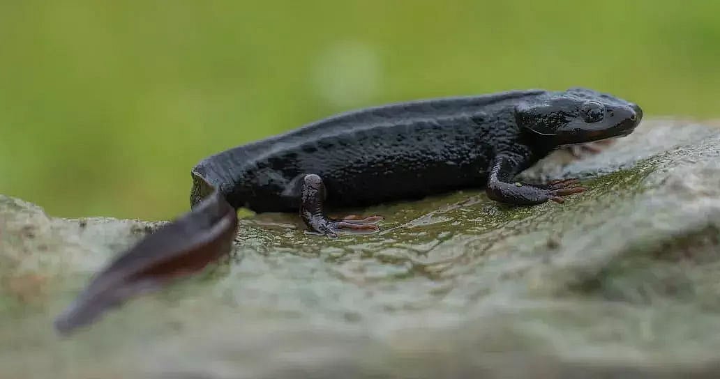 T*i様 Salamander 2023 474890-pic1692176744029.webp