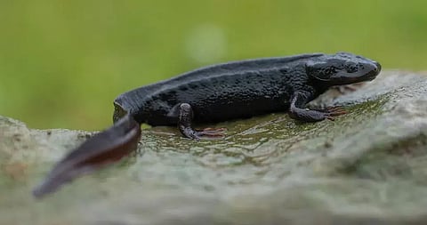 Manipur: New Cryptic Salamander Species Discovered in Remote Lakes