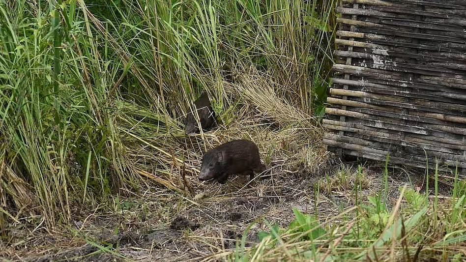 Assam: 18 more pygmy hogs return to Manas National Park