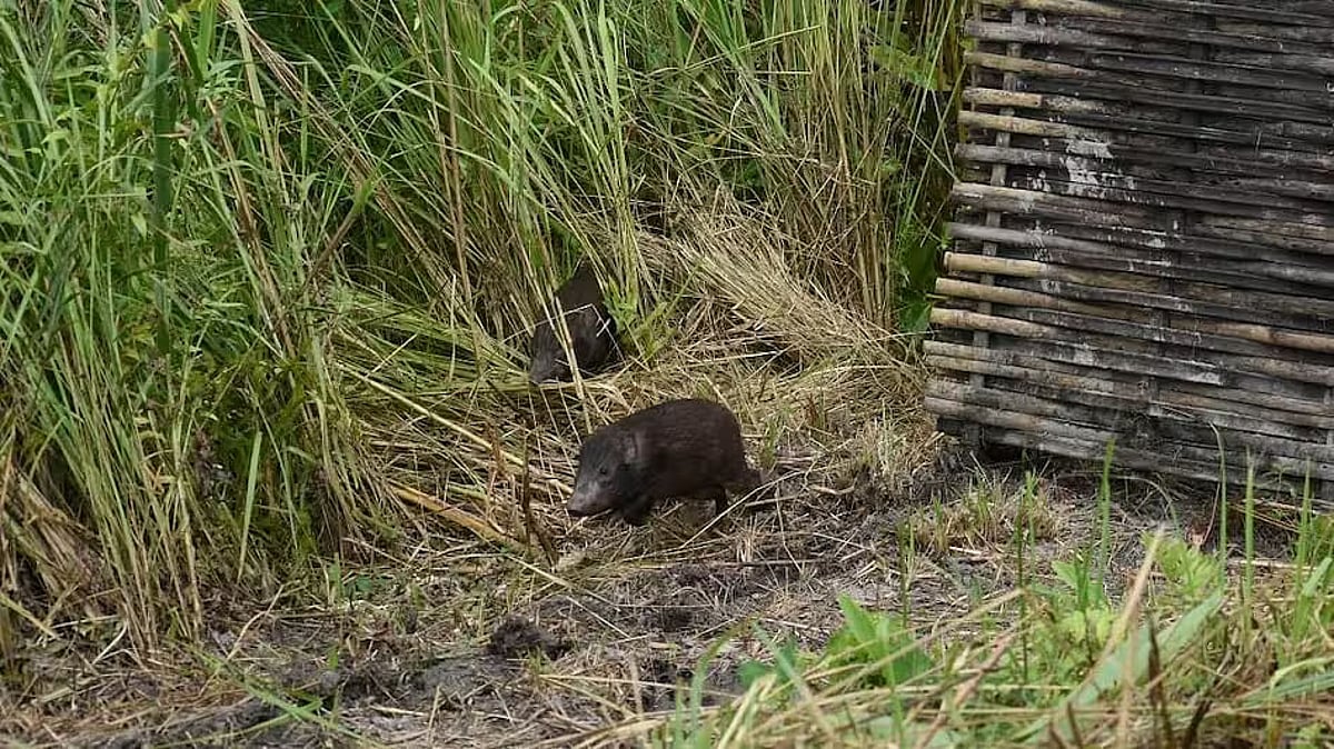 Hog Position Assam: 18 more pygmy hogs return to Manas National Park