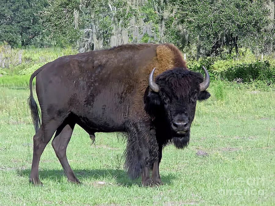 Assam: Tragic Buffalo Attack Claims Forest Guard's Life in Manas ...