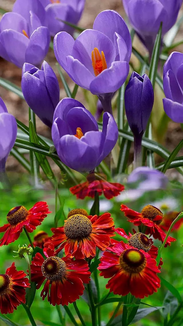 8 Flowers That Bloom In November