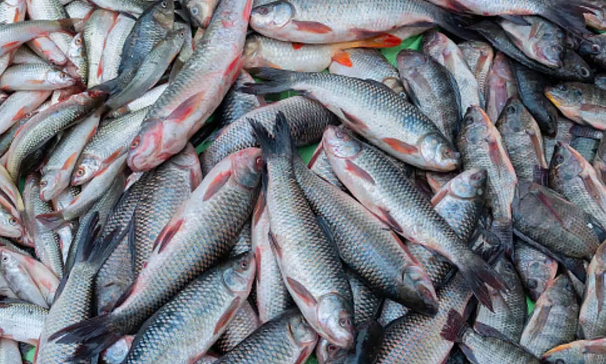 Assam imports 25,000 MT of fish from Andhra Pradesh & West Bengal annually