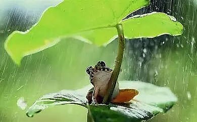 Scientists discover new species of ‘music frog’ from Arunachal Pradesh