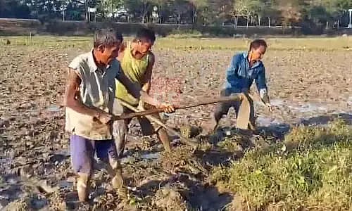 Assam: Farmers in Kaliabor grows 50 bighas of Boro Rice through manual ...