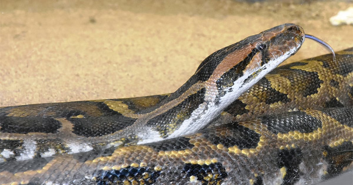 15 feet long Python captured in Chengliati, later released