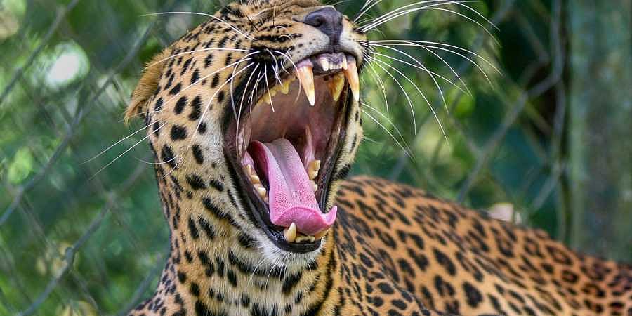 Leopard creates terror in Sivasagar