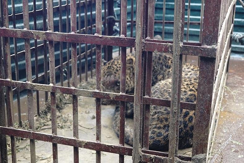 Leopard caged in the ONGCL campus, Jorhat, suspected to have come from ...