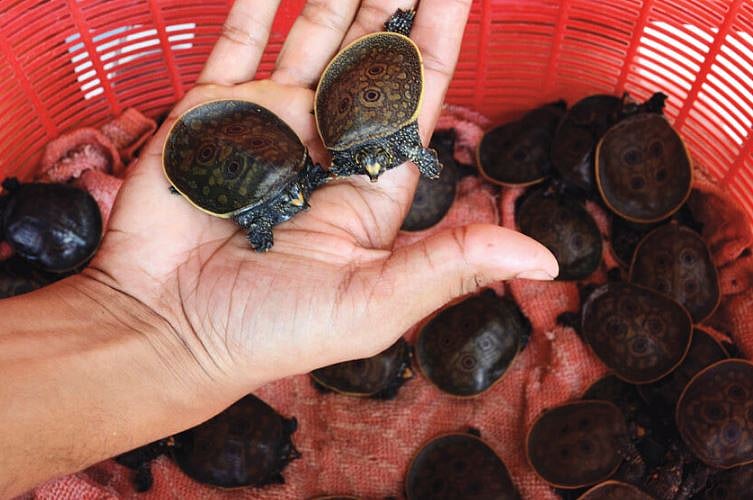 Turtle Conservation At Ugratara Devalaya, Guwahati