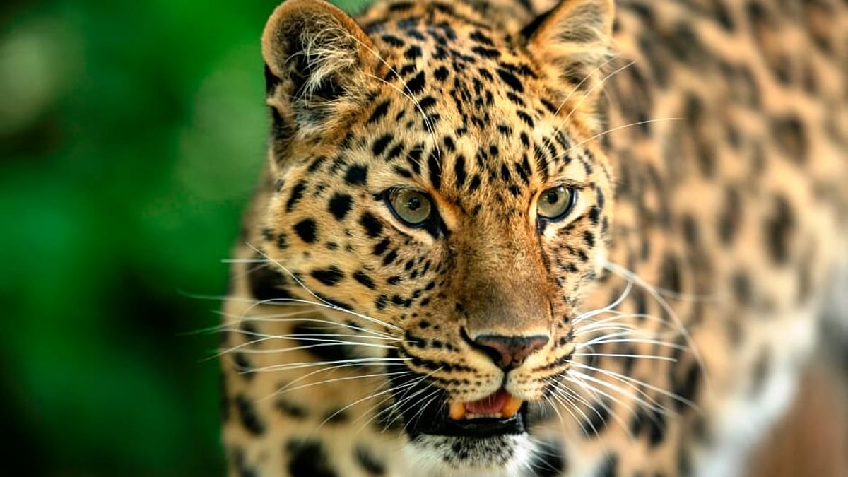 Leopard caged, later released near Numaligarh in Golaghat district