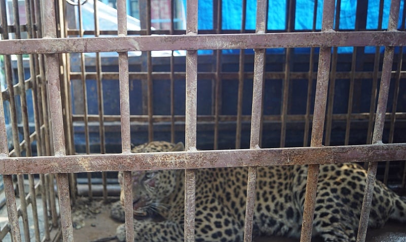 Leopard caged by the Jorhat Forest Range