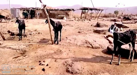 शेळ्यांनाही मास्क