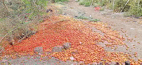 tomato farmer