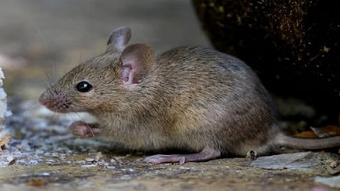 बारदाना खाल्ला उंदरांनी, मुख्याध्यापकांची झाली पंचायत 