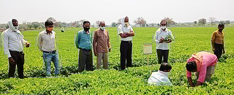 भुईमुग लागवड