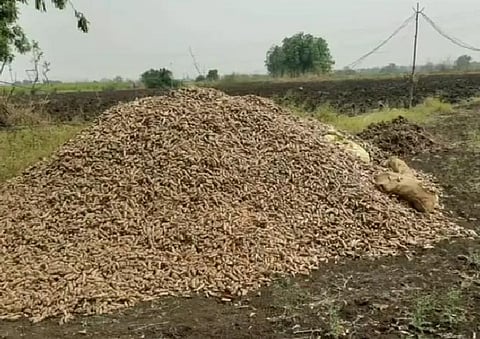 हळद काढणी