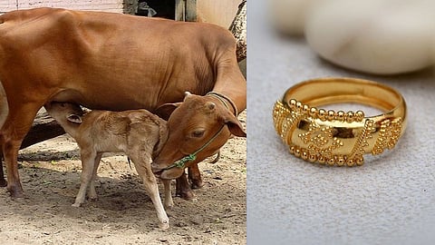 gold ring found in cow stomach