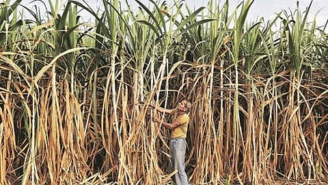 farmer sugar cane