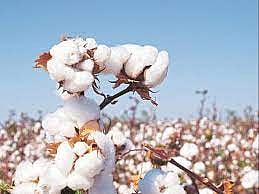 b.t. cotton