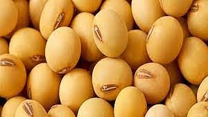 बियाण्याचे दर जैसे थे; उस्मानाबादमधील शेतकऱ्यांना दिलासा