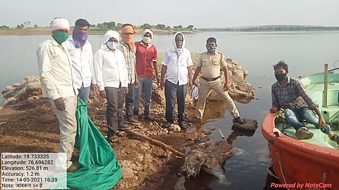 जिंतूर बिबट्या