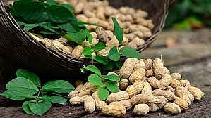 Using organic fertilizers, the farmer got 18 quintals of groundnut per acre